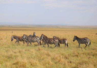 Kenya 'daki Masai Mara Milli Parkı' nda Zebralar