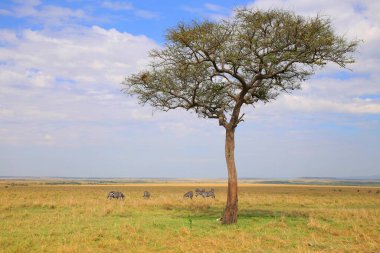 Kenya 'daki Masai Mara Milli Parkı' ndaki Akasya ağacı.