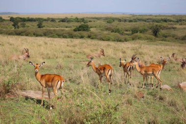 Kenya 'daki Masai Mara Milli Parkı' nda vahşi hayvan sürüsü.
