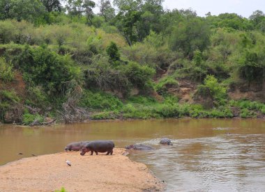Kenya 'daki Masai Mara Milli Parkı' nda Mara Nehri.