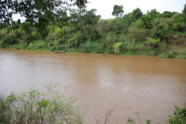 Kenya 'daki Masai Mara Milli Parkı' ndaki Mara Nehri.