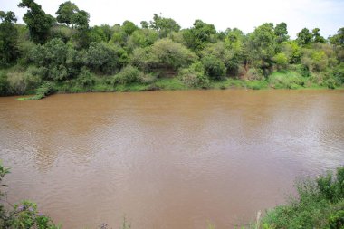 Kenya 'daki Masai Mara' nın ovasındaki Mara Nehri.