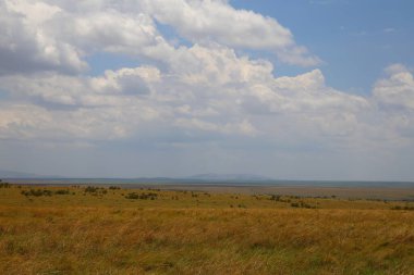 Kenya 'daki Masai Mara savanası.