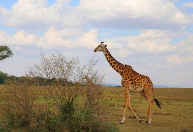 Kenya 'daki Masai Mara Milli Parkı' nda uzun zürafa.