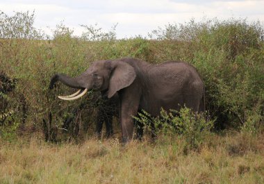 Kenya 'daki Masai Mara savanındaki filler.