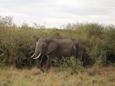 Kenya 'daki Masai Mara savanındaki filler.