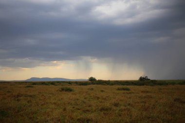 Kenya 'daki Masai Mara savanası.