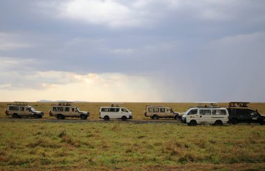 Kenya 'daki Masai Mara Milli Parkı' nda Safari