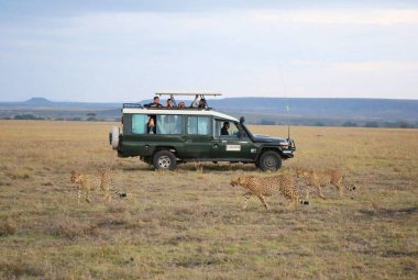 Kenya 'daki Masai Mara Milli Parkı' nda Safari
