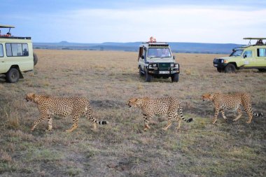 Kenya 'daki Masai Mara Milli Parkı' nda Safari