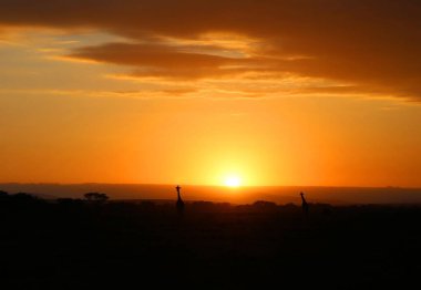 Gündoğumu ve zürafalar Kenya 'daki Masai Mara Milli Parkı' nda.