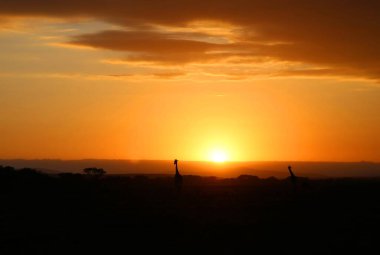 Gündoğumu ve zürafalar Kenya 'daki Masai Mara Milli Parkı' nda.