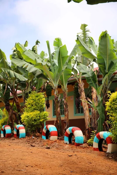 Banana Trees Rural Area Kenya — Stock Photo, Image