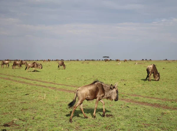 Wielka Migracja Dzikich Zwierząt Parku Narodowym Masai Mara Kenii — Zdjęcie stockowe