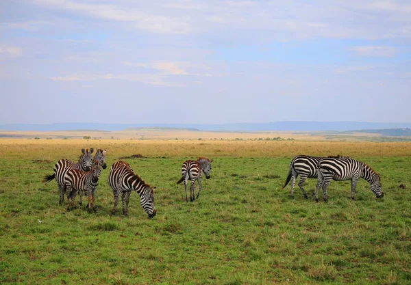 Kenya Daki Masai Mara Milli Parkı Nda Bir Zebra Sürüsü — Stok fotoğraf