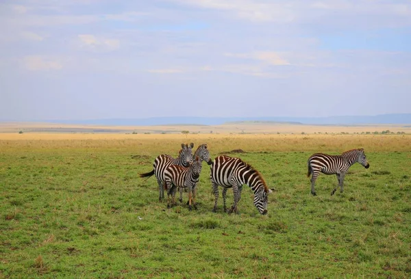 Herd Zebras National Park Masai Mara Kenya — Stock Photo, Image