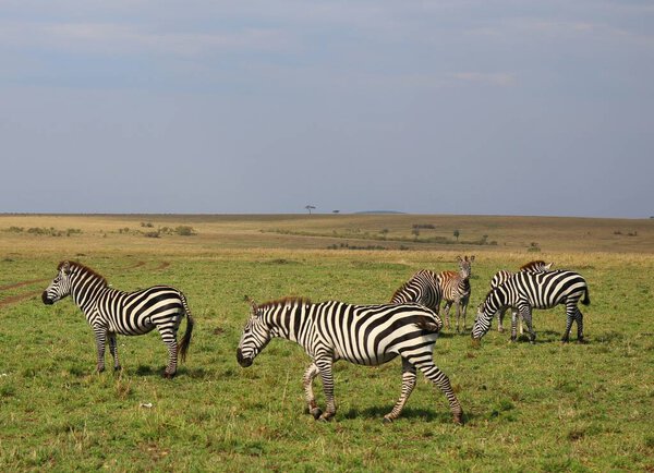 A herd of zebras in the national park of Masai Mara in Kenya