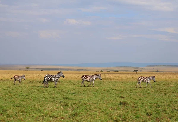 Stado Zebr Parku Narodowym Masai Mara Kenii — Zdjęcie stockowe