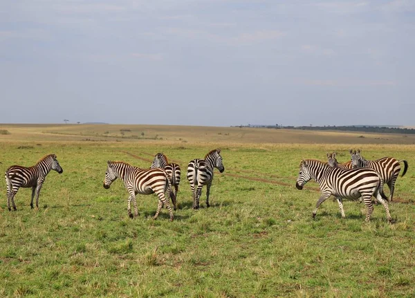 Cute Zebras National Park Masai Mara Kenya — Stock Photo, Image