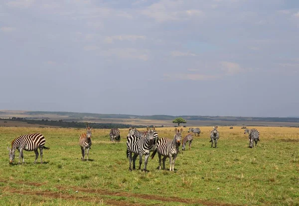 Cute Zebras National Park Masai Mara Kenya — Stock Photo, Image