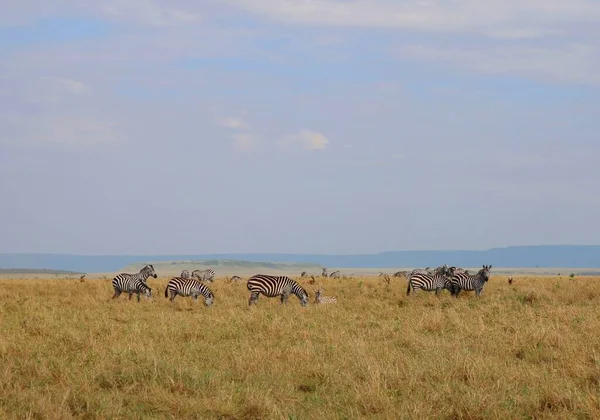 Zebras Bonitos Parque Nacional Masai Mara Quênia — Fotografia de Stock
