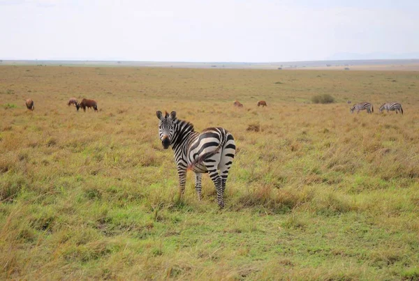 Carine Zebre Nel Parco Nazionale Masai Mara Kenya — Foto Stock