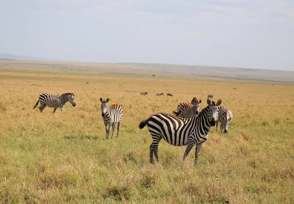 Zebre Nel Parco Nazionale Masai Mara Kenya — Foto Stock