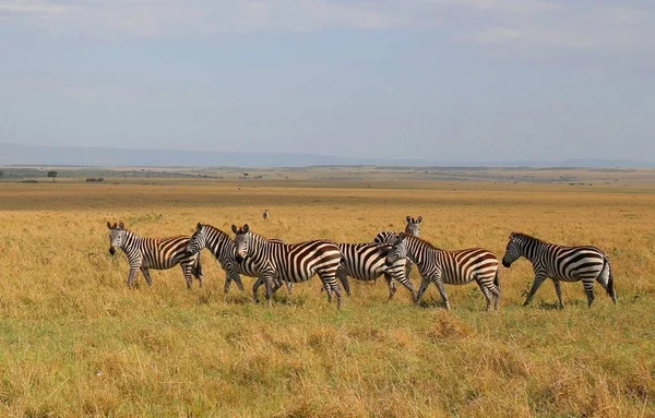 Zebras National Park Masai Mara Kenya — Stock Photo, Image
