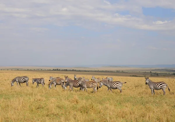 Zebras National Park Masai Mara Kenya — Stock Photo, Image