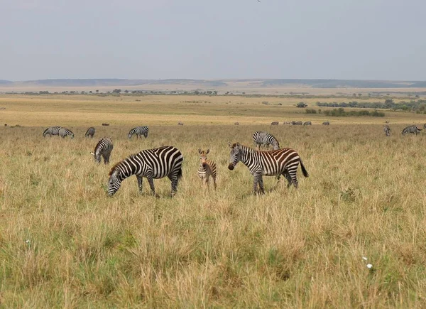 Zebras National Park Masai Mara Kenya — Stock Photo, Image