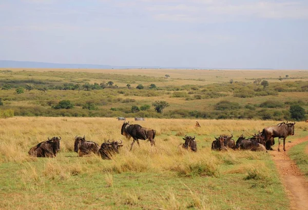 Grote Migratie Van Gnoes Het Nationale Park Masai Mara Kenia — Stockfoto