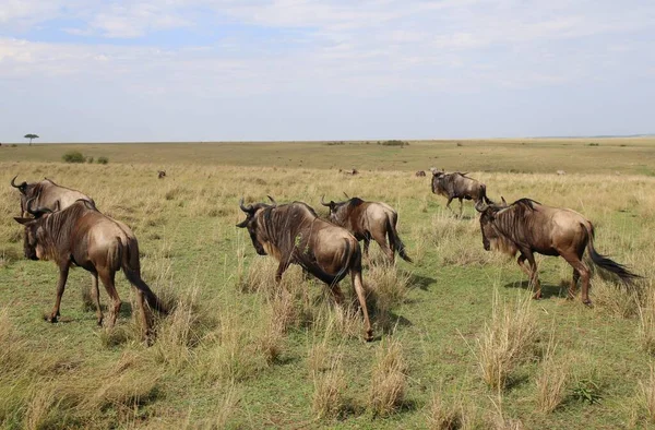 Gran Migración Ñus Parque Nacional Masai Mara Kenia — Foto de Stock