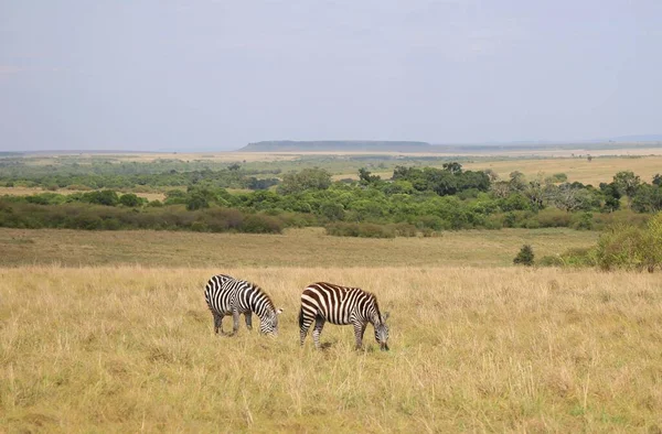 Zebras Parque Nacional Masai Mara Quênia — Fotografia de Stock