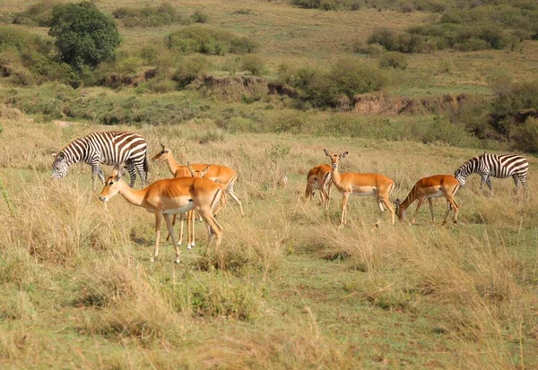 Herde Wilder Tiere Nationalpark Masai Mara Kenia — Stockfoto
