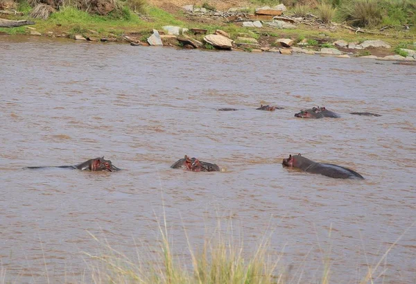 Hipopotamy Rzece Mara Parku Narodowym Masai Mara Kenii — Zdjęcie stockowe