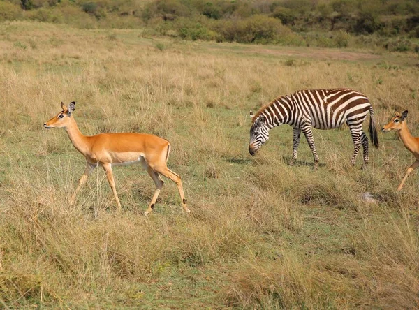 Carine Zebre Nel Parco Nazionale Masai Mara Kenya — Foto Stock