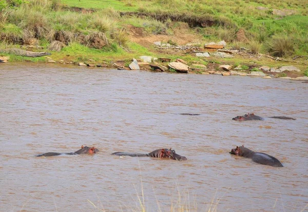 Hipopótamos Río Mara Parque Nacional Masai Mara Kenia —  Fotos de Stock