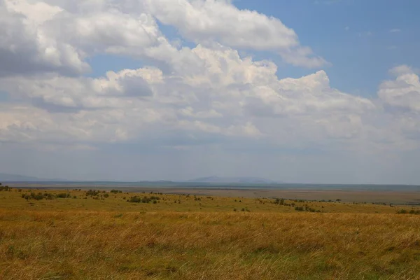 肯尼亚Masai Mara的热带草原 — 图库照片
