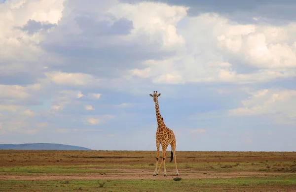 Una Giraffa Nel Parco Nazionale Masai Mara Kenya — Foto Stock