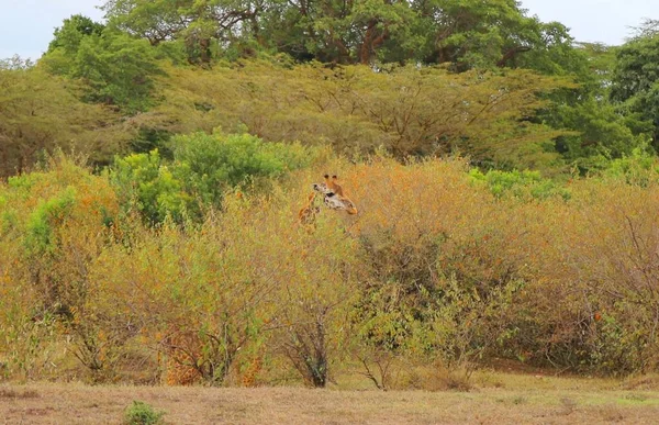 Jerapah Tinggi Taman Nasional Masai Mara Kenya — Stok Foto