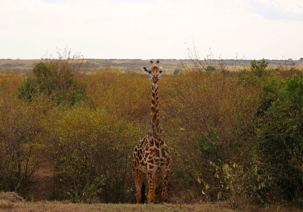 Wysoka Żyrafa Parku Narodowym Masai Mara Kenii — Zdjęcie stockowe