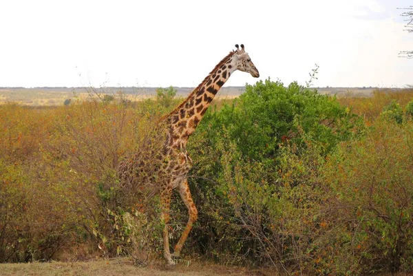 Jirafa Alta Parque Nacional Masai Mara Kenia —  Fotos de Stock