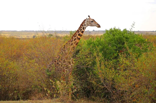 Lange Giraffe Het Nationale Park Van Masai Mara Kenia — Stockfoto