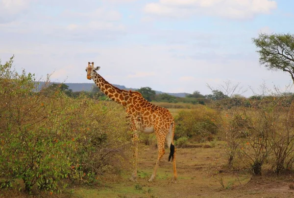 Jirafa Alta Parque Nacional Masai Mara Kenia —  Fotos de Stock