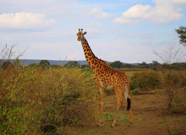 Giraffa Alta Nel Parco Nazionale Masai Mara Kenya — Foto Stock