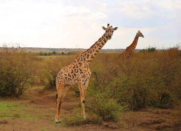 Jirafa Alta Parque Nacional Masai Mara Kenia —  Fotos de Stock