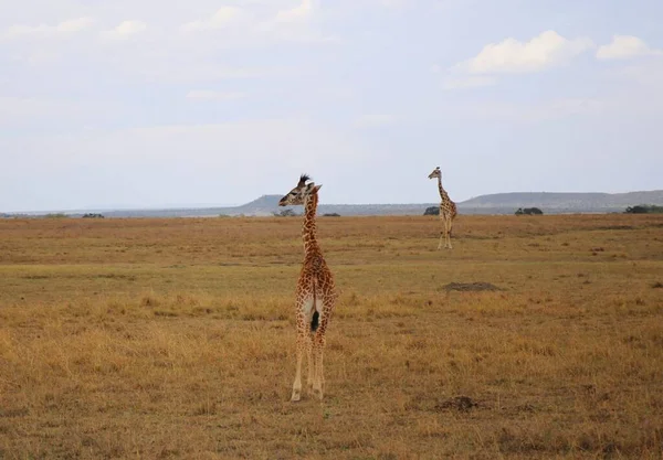 Tall Giraffe National Park Masai Mara Kenya — Stock Photo, Image