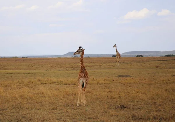 Grande Girafe Dans Parc National Masai Mara Kenya — Photo