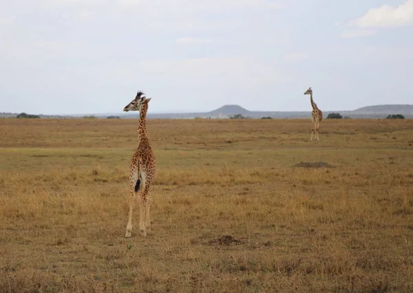 Grande Girafe Dans Parc National Masai Mara Kenya — Photo
