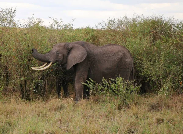 Éléphants Dans Savane Masai Mara Kenya — Photo